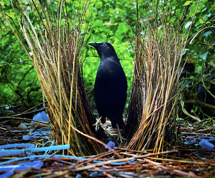 Bower