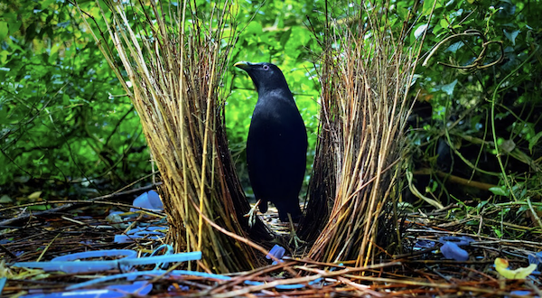 Bower
