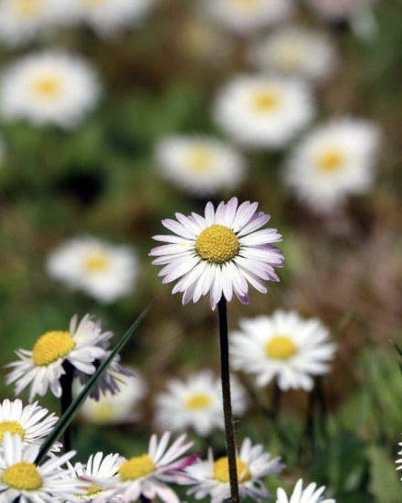 Daisy
