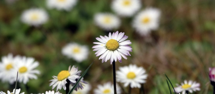 Daisy